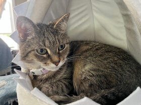 Cafe's brown, grey, and white tabby mix cat (Saki) laying in her shark head tower bed that is blue with white felt teeth. she has green eyes & is wearing a purple collar with a flower on it.