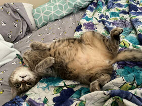 Cafe&#39;s brown, grey, and white tabby mix cat (Saki) laying upside down on snoopy sheets and a floral blanket.